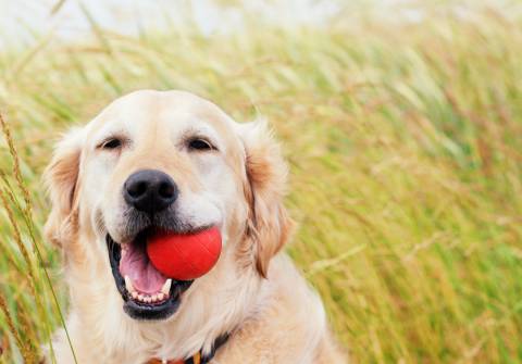 Dog playing ball