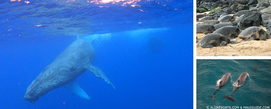 Maui wildlife