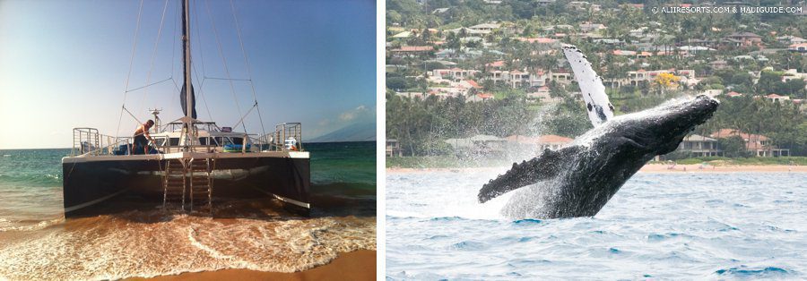 Kai Kanani whales