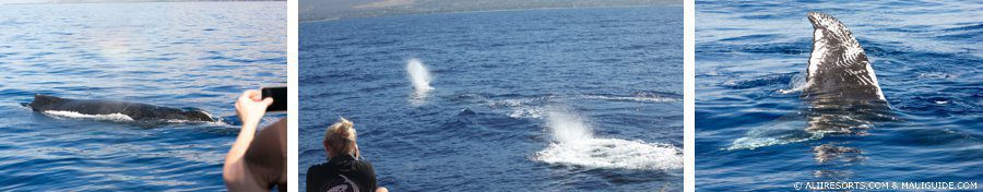 Maui Adventure Cruises