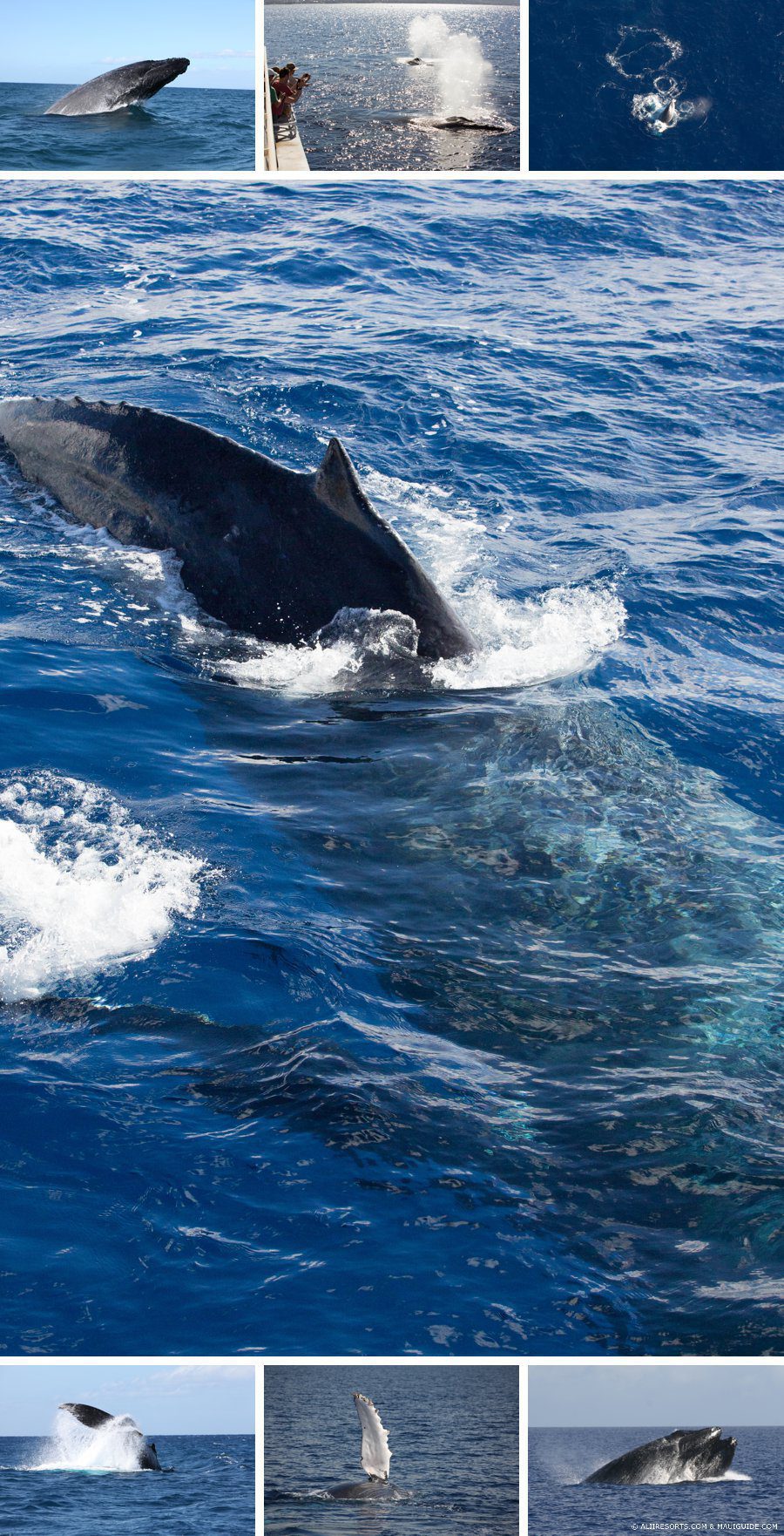Maui Whale Watching