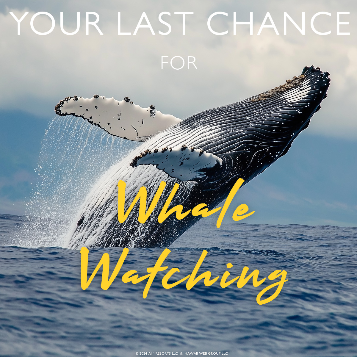 Last Chance to See Maui’s Best Whale Season