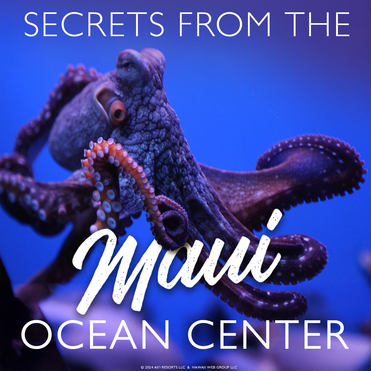 Secrets of the Amazing Maui Ocean Center