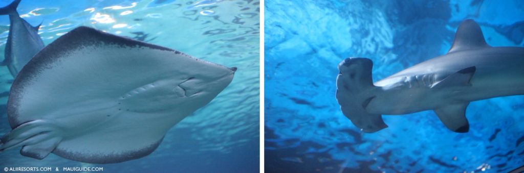 shark dive