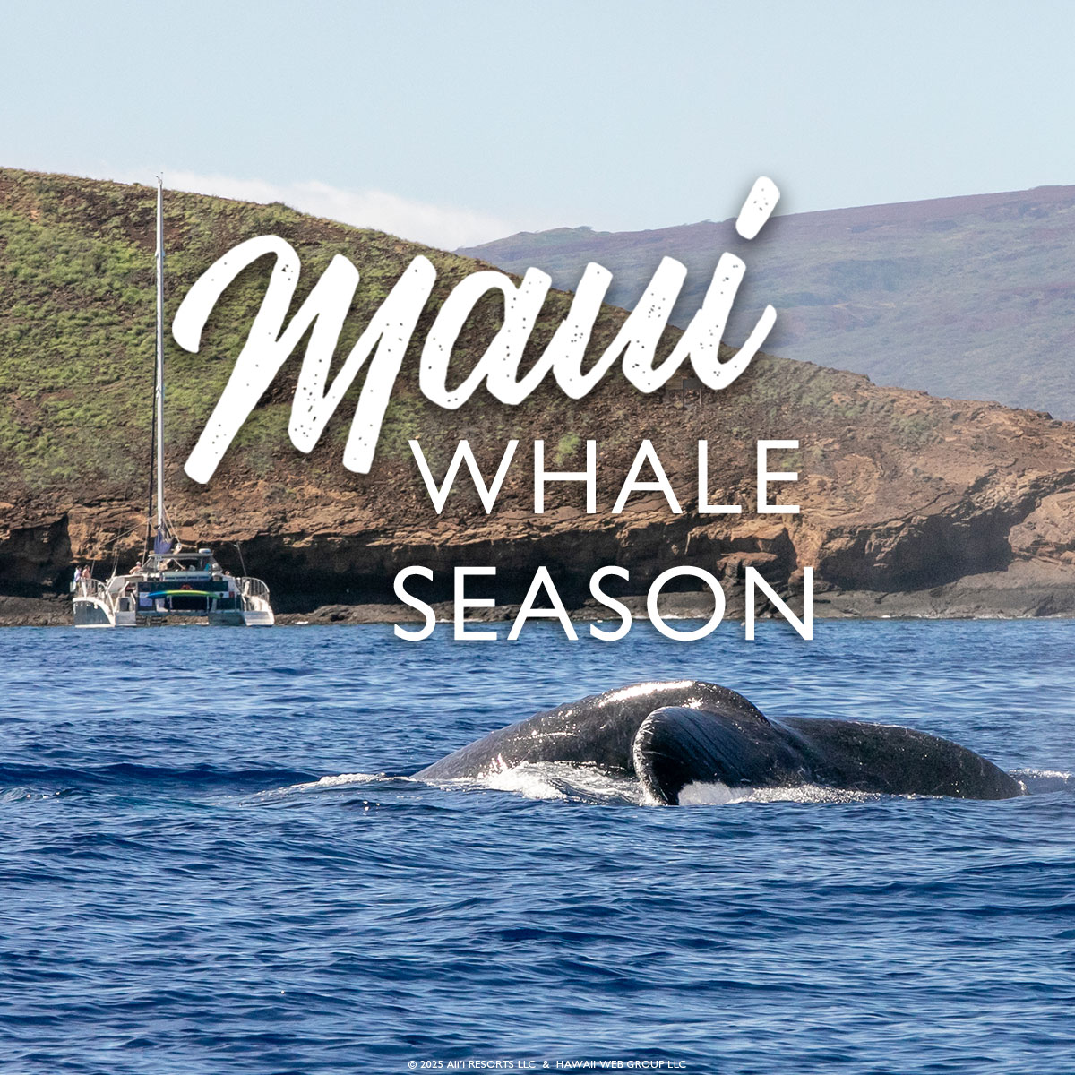 Vacation to see Maui’s Incredible Whale Season