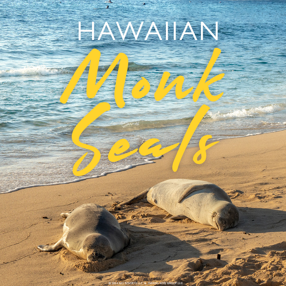 Did you know Hawaiian Monk Seals are a Living Fossil?