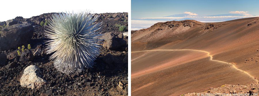 Silversword Haleakala