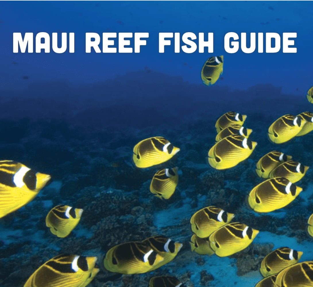 Identify the Sea Creatures of Maui and Enjoy Your Snorkeling Adventure