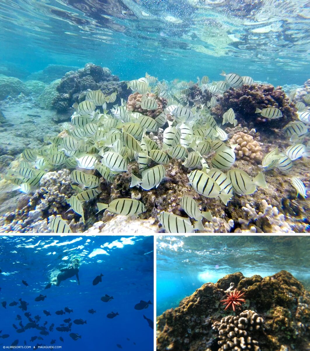 Molokini fish