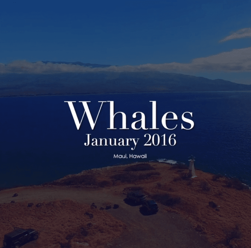 You Have to See This! Whales in Maui, Hawaii