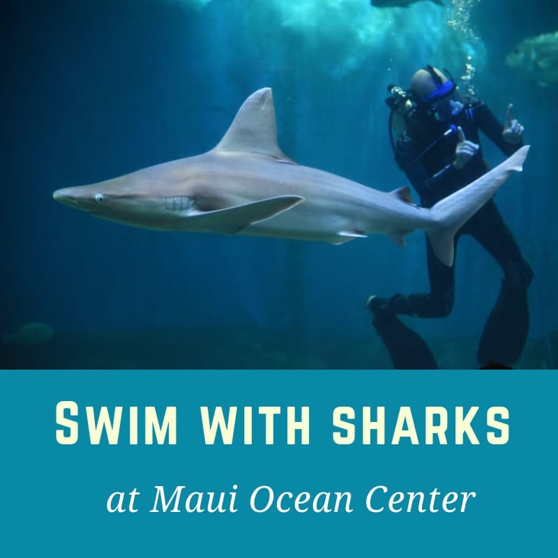 Want to Make this the Most Rad Maui Vacation Ever? Swim with the Shark