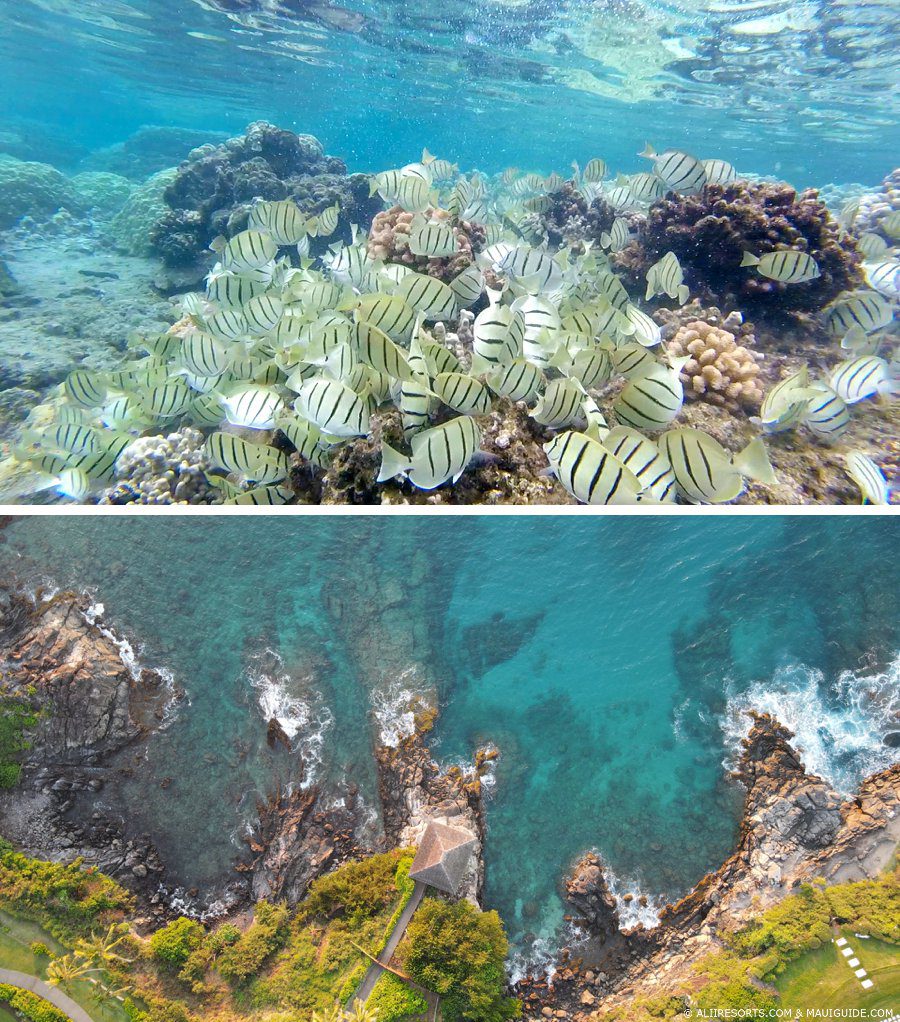 cliffhouse snorkeling