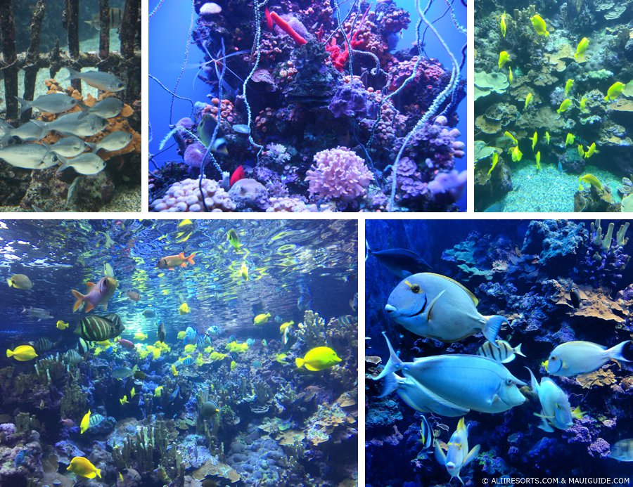 tropical reef fish