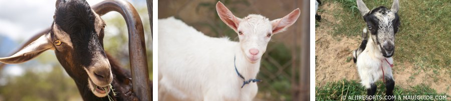Maui yoga with goats