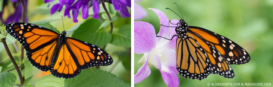 Maui butterfly Farm