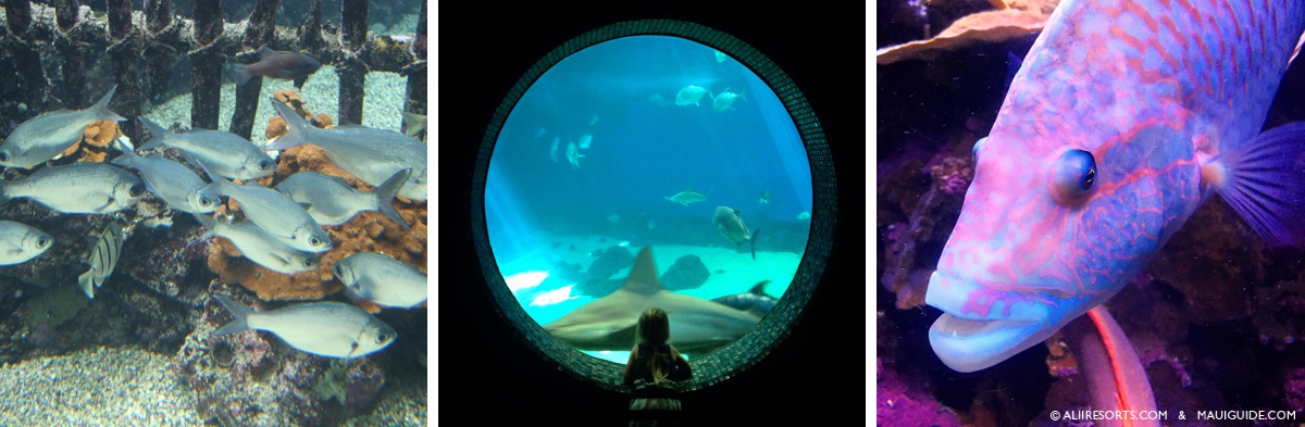 Maui Ocean Center