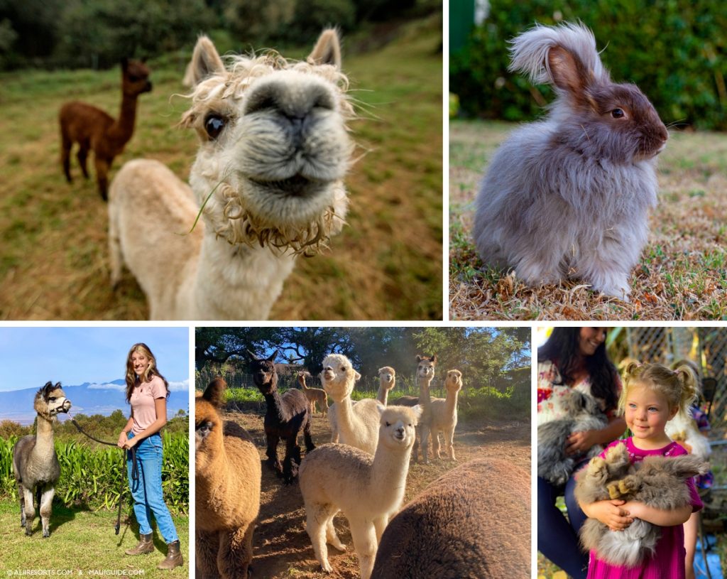 Maui Alpaca