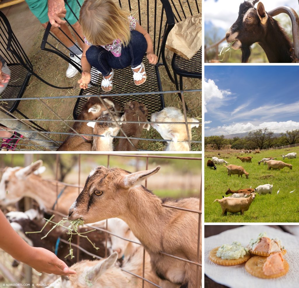 Surfing Goat Dairy