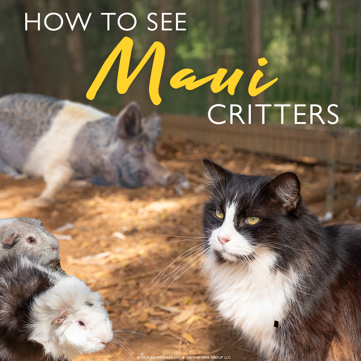 Meet the Locals: Maui Critters