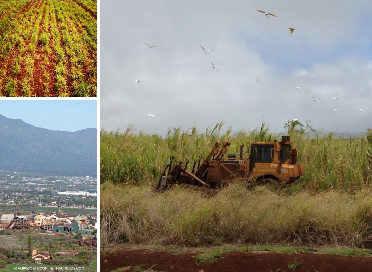 sugarcane factory