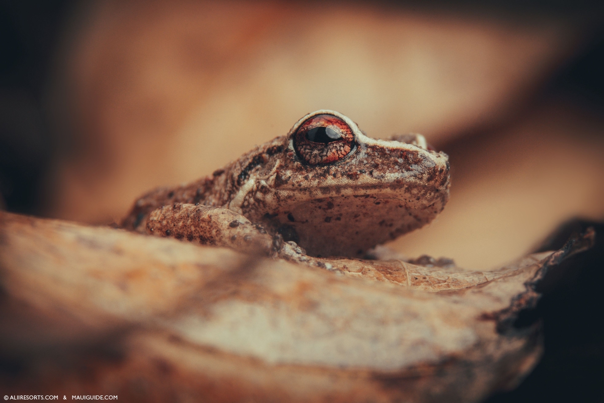 coqui frogs Maui