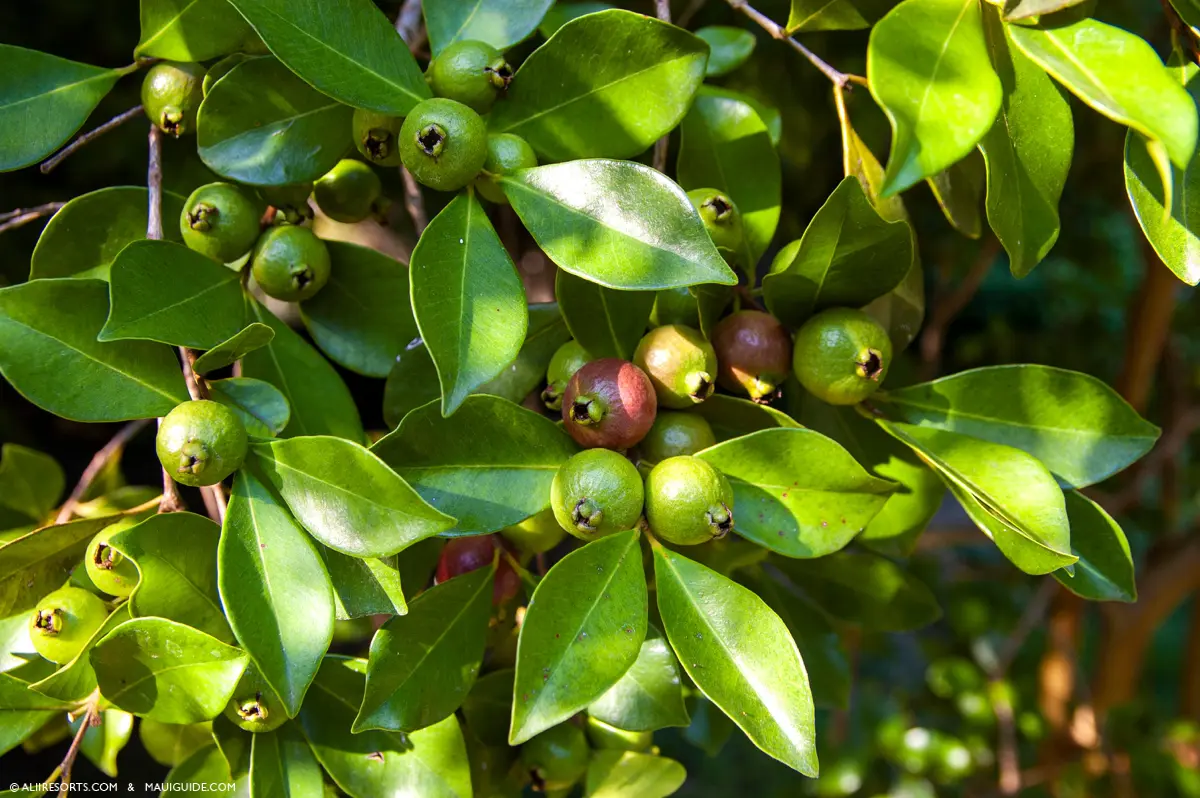 stawberry guava Maui