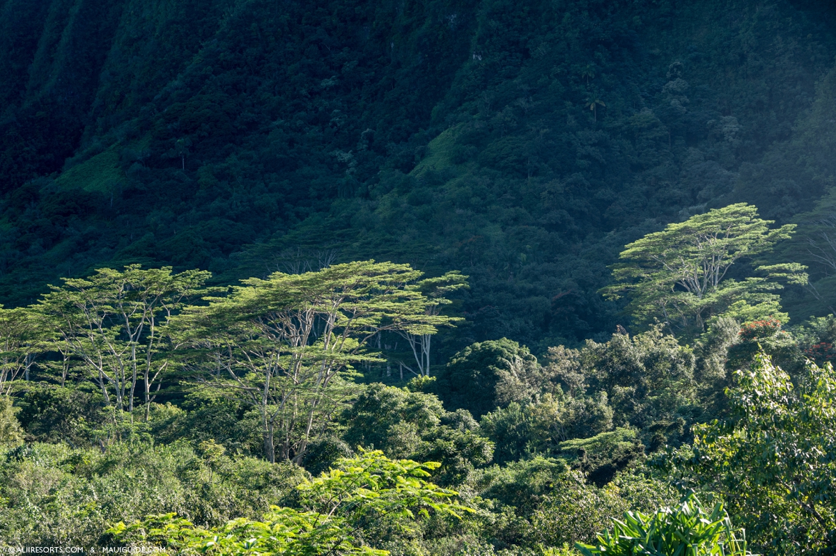 Albizia Maui