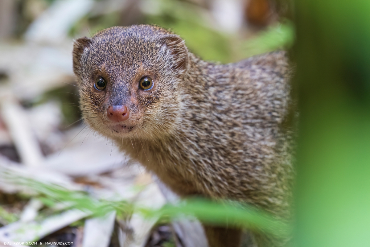 mongoose Maui