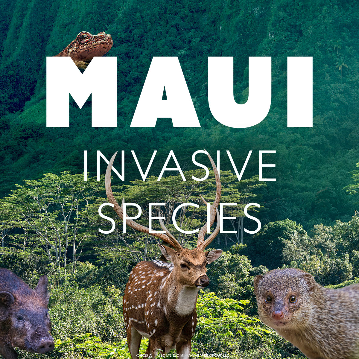 10 Most Destructive Invasive Species on Maui