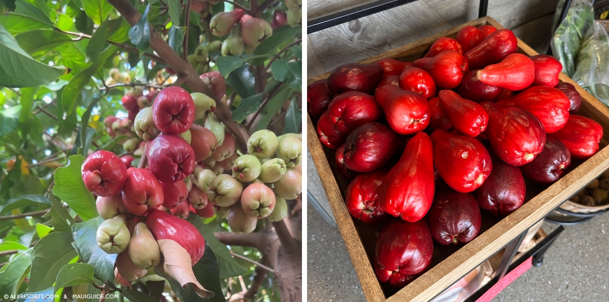 mountain apples