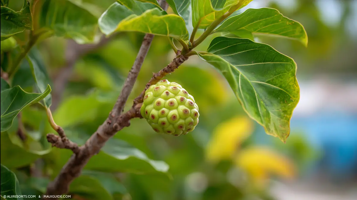 noni