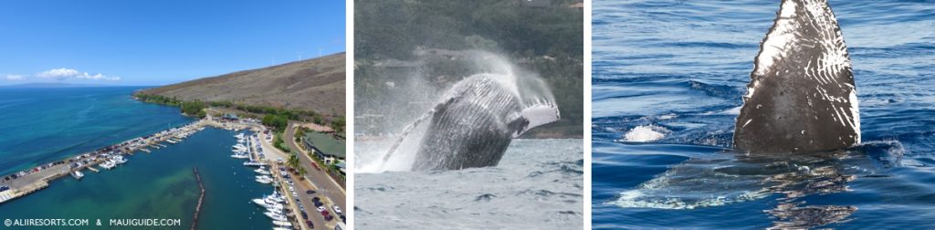 Maalaea whales
