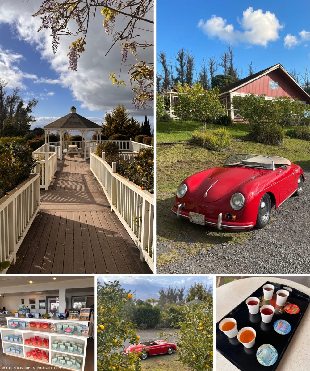 Maui tea farm
