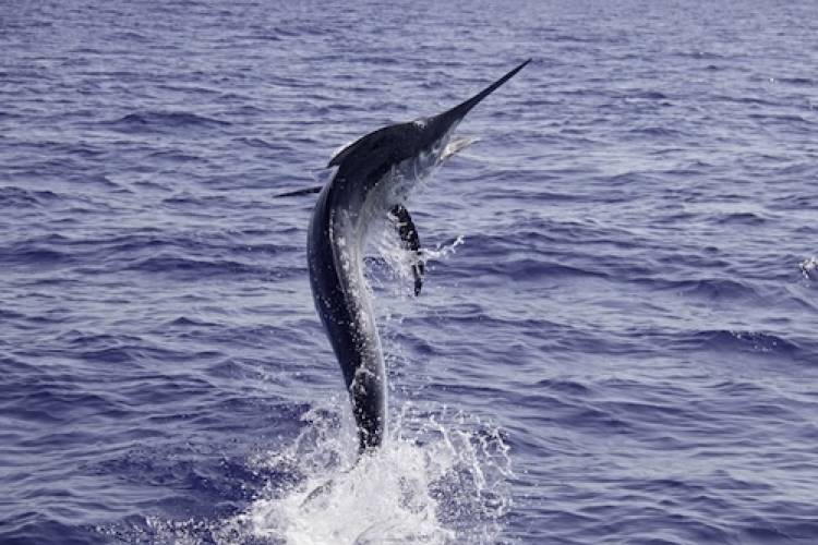 Billfish Pachanga