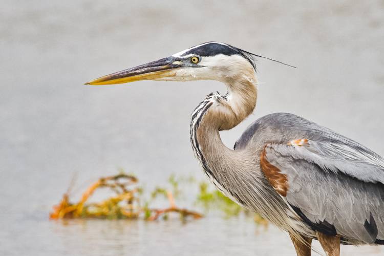 Port Aransas Nature Preserve