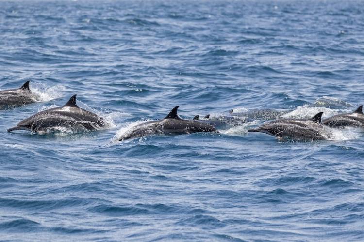 Best Dolphin Tours Port Aransas Tx Complete Guide