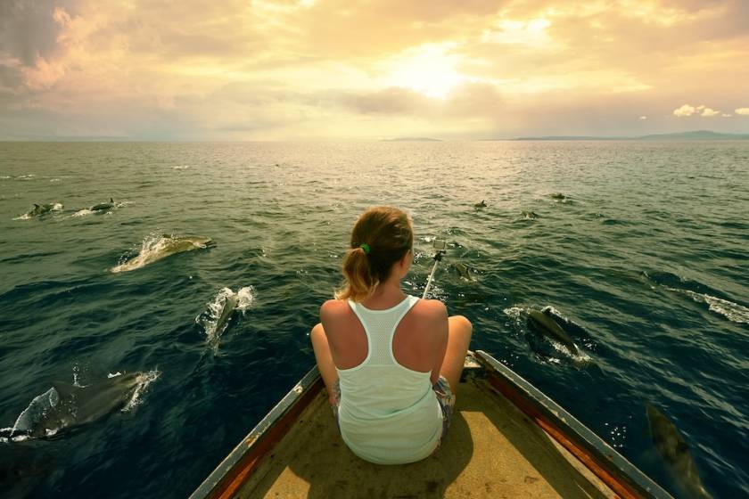 dolphins swimming near a boat