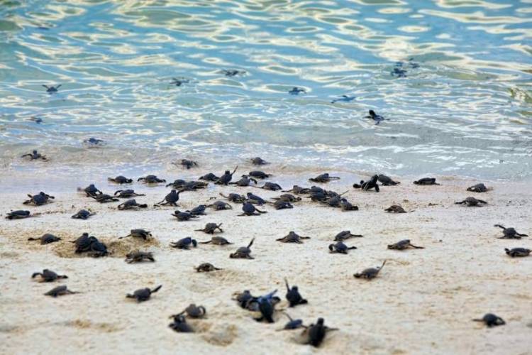 Your Guide Turtle Nesting Season Port Aransas