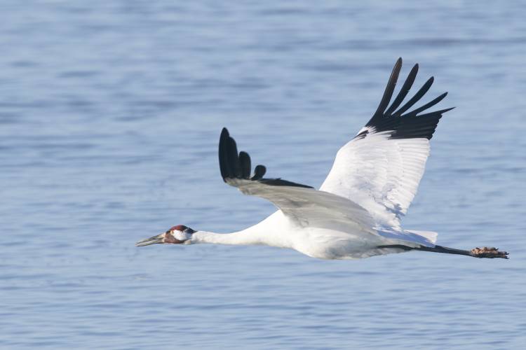 Whooping Crane Festival