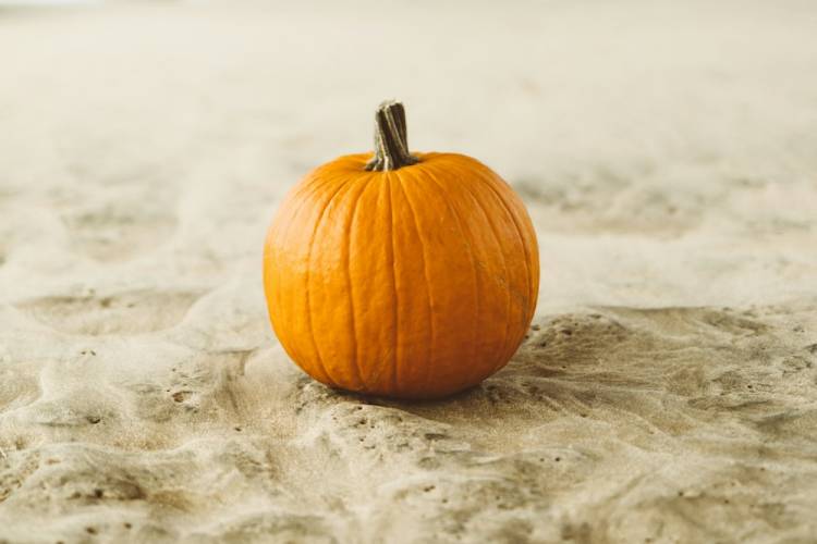 Sand Pumpkin Patch