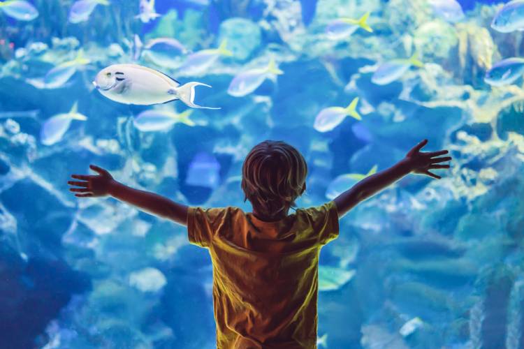 Texas State Aquarium