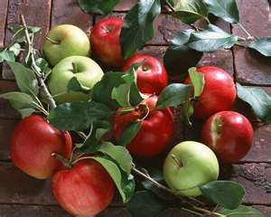 North Georgia Apple Orchards