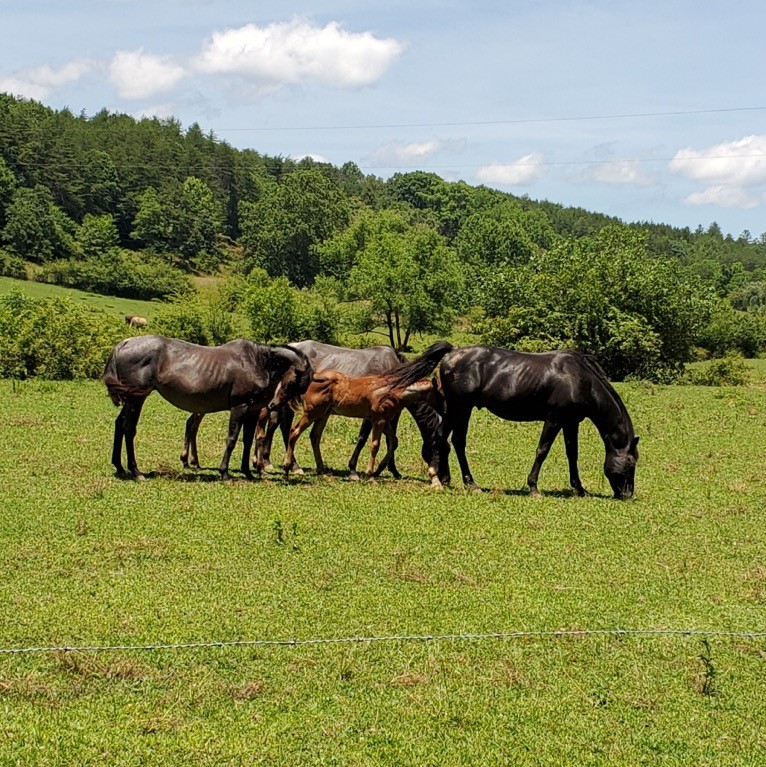 Horseback Riding