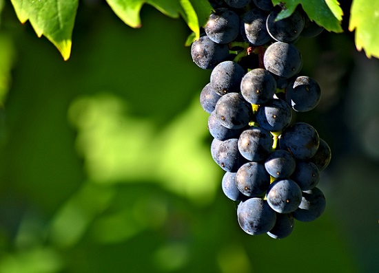 Vineyards