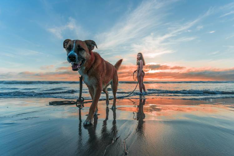 Pet-Friendly Sanibel Island Travel Guide | Breakaway Vacations