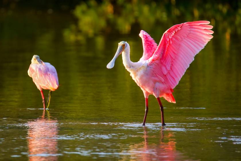 Roseate spoonbill spreading its wings