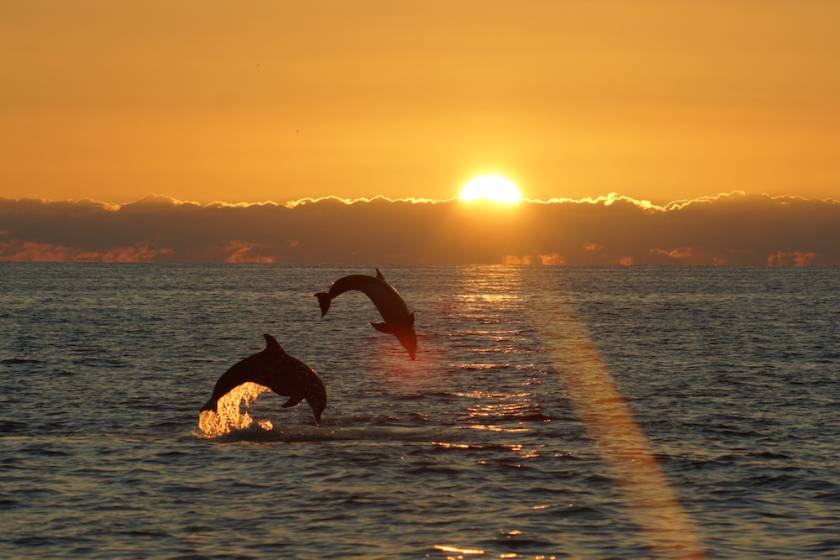 Dolphins jumping out of the water