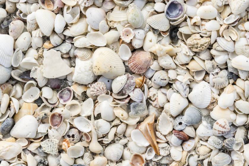 Seashells on Sanibel Island