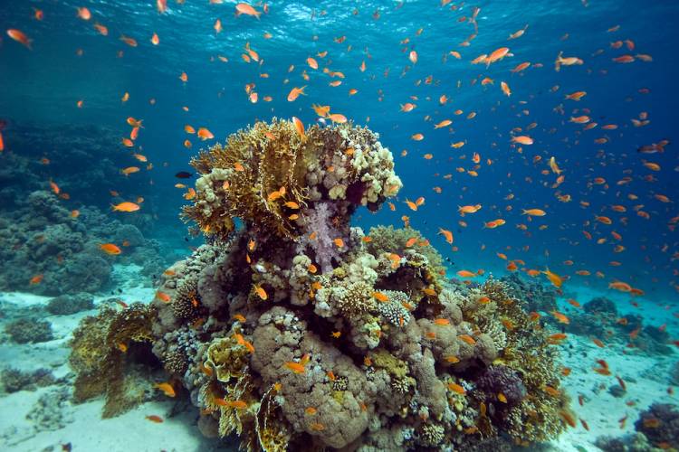 John Pennekamp Coral Reef State Park