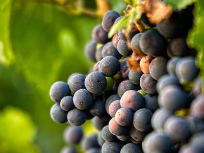 Wineries & Vineyards